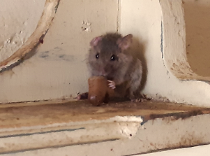 A mouse on a cabinet, picture taken inside the property