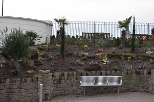 Fresh planting done in Pier Gap before vandals removed it.